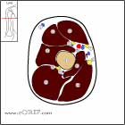 Proximal arm cross section