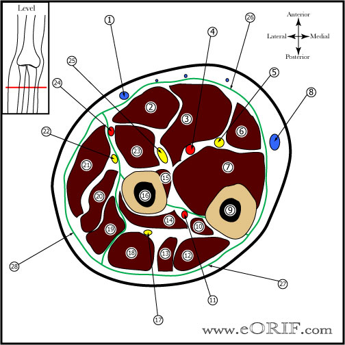 Forearm Cross Sectional Anatomy EORIF