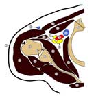 shoulder capsule anatomy