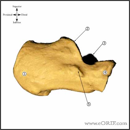 Calcaneous Lateral View