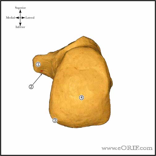 Calcaneous Posterior View