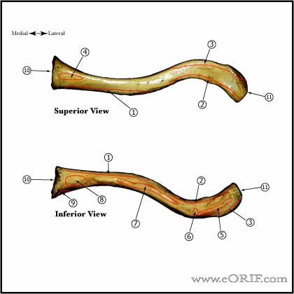 clavicle superior