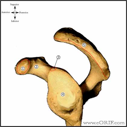 glenoid anatomy