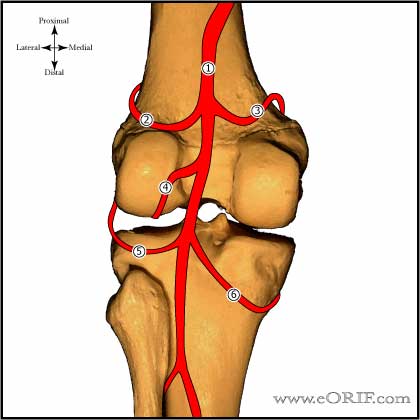 popliteal artery