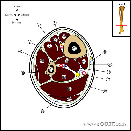 leg cross sectional anatomy