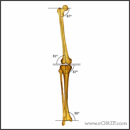 Average Anatomic Joint Line Measurements