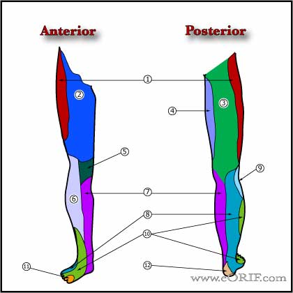 Cutaneous Innervation LE