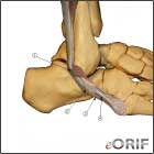 Peroneal tendon anatomy image