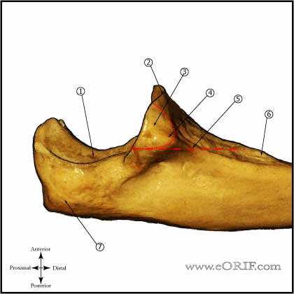 proximal ulna anatomy