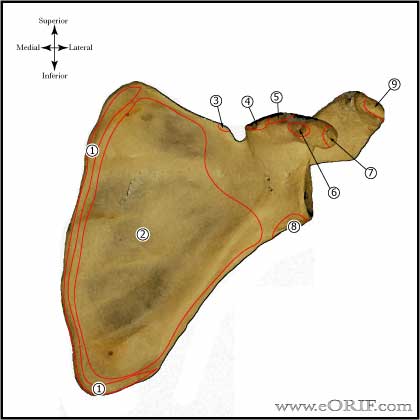 Scapula Muscular Attachments- Anterior view