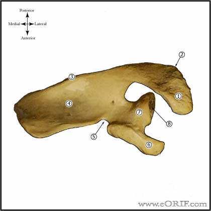 Scapula - Superior view