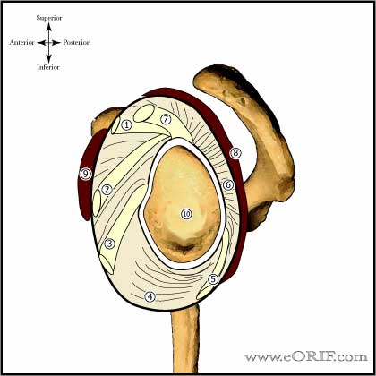 shoulder ligaments