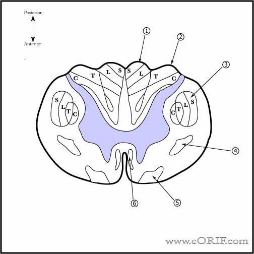 Spinal Cord Anatomy