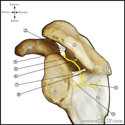 Suprascapular Nerve - Lateral view