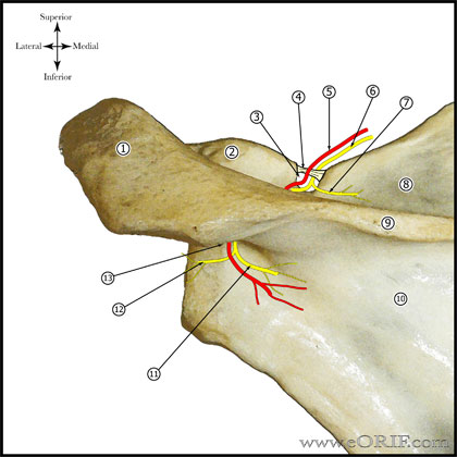  Suprascapular Nerve - Posterior view