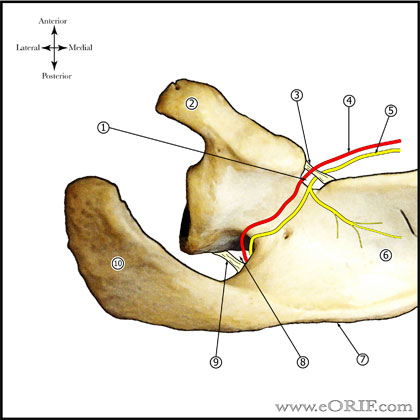 Suprascapular Nerve picture