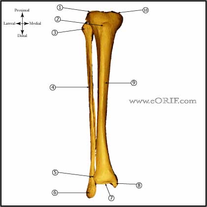 Tibia and Fibula anterior view