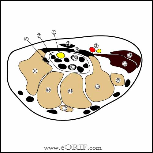 Carpal tunnel anatomy