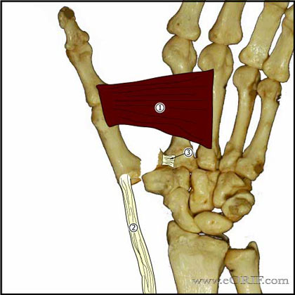 Bennetts fracture anatomy