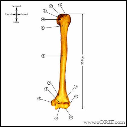 Humeral shaft anatomy