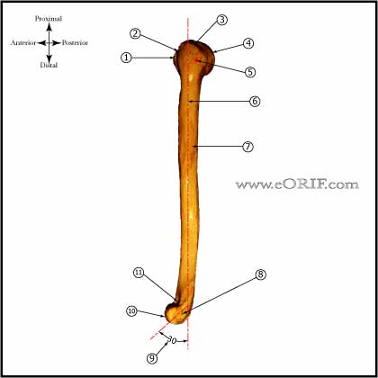 humerus lateral 