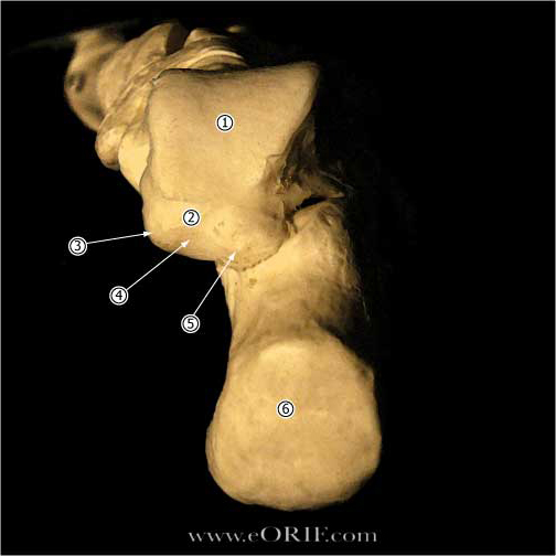 talus posterior